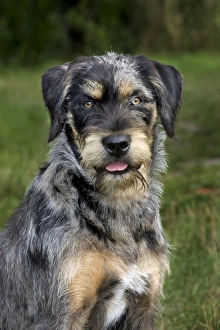 Images Dated 25th July 2010: Dog - Mongrel