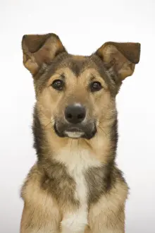 Dog - mongrel