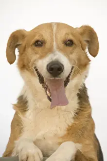 Dog - Mongrel