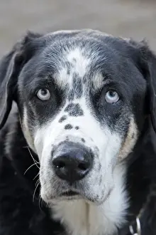 Mongrel Prints: Dog - Mongrel - abandoned in road