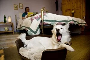 Bedroom Gallery: Dog - Mongrel in basket in bedroom - yawning