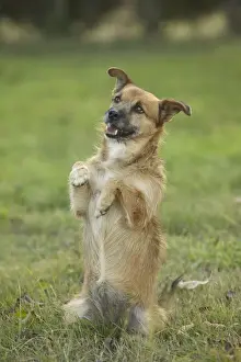 Dog - Mongrel begging, on hind legs