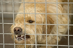 Rescue Centre Collection: Dog - Mongrel, biting bars at rescue centre