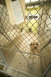 Rescue Centre Collection: Dog - mongrel in cage at rescue centre