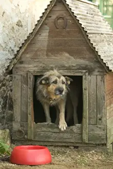 Mongrels Prints: Dog - Mongrel in dog house / kennel