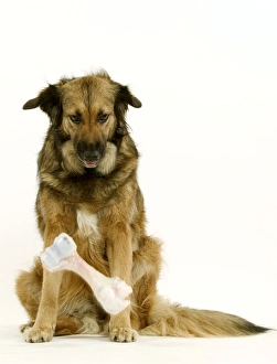 Images Dated 17th July 2004: Dog - Mongrel dropping bone