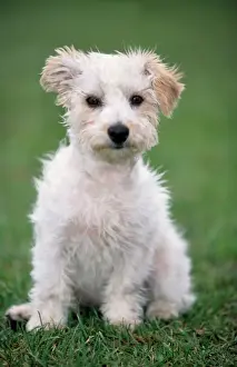 Scruffy Prints: Dog - Mongrel of Jack Russell Terrier puppy