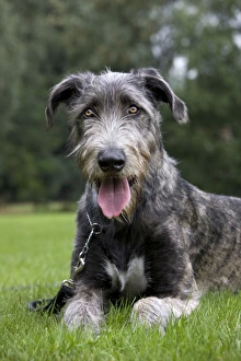 Images Dated 25th July 2010: Dog - Mongrel with lead
