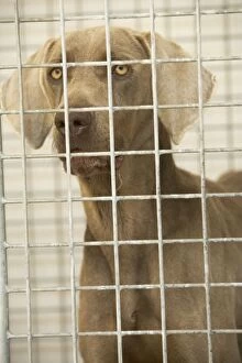 Dog - Mongrel looking through cage bars