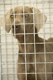 Mongrels Prints: Dog - Mongrel looking through cage bars