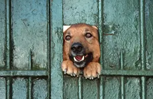 Gate Prints: Dog - Mongrel looking through hole in gate