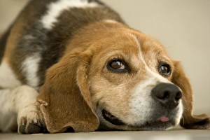 Dog - mongrel, lying down