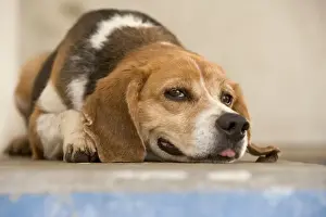Dog - mongrel, lying down