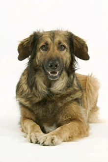 Images Dated 17th July 2004: Dog - Mongrel lying down