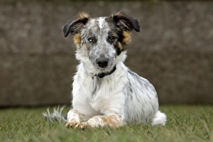 Dog - mongrel, lying down
