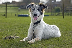 Dog - mongrel, lying down