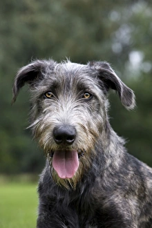 Images Dated 25th July 2010: Dog - Mongrel with mouth open panting
