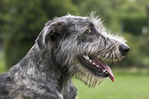 Images Dated 25th July 2010: Dog - Mongrel with mouth open panting