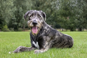 Images Dated 25th July 2010: Dog - Mongrel with mouth open panting