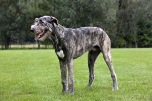 Images Dated 25th July 2010: Dog - Mongrel with mouth open panting