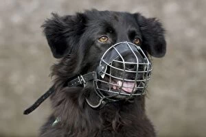 Dog - Mongrel with muzzle