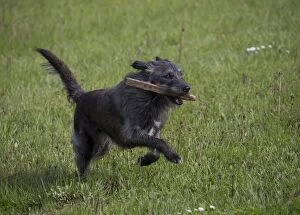 Dog - mongrel running with stick