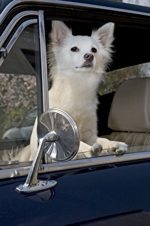 Images Dated 31st March 2007: Dog - Mongrel sitting in car
