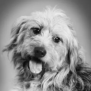 Mongrel Prints: Dog - Mongrel in studio Digital Manipulation: B&W