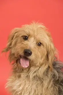 Mongrel Prints: Dog - Mongrel in studio - red background