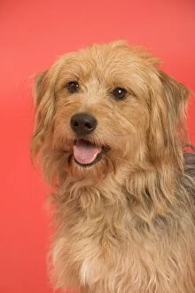 Dog - Mongrel in studio - red background