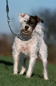 Scruffy Prints: Dog - Mongrel of terrier on lead