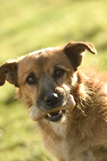 Images Dated 7th October 2004: Dog - Mongrel with treat in mouth