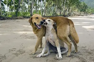 Mongrel Prints: Dog - mongrels play, imitating aggression (the smaller and weaker dog especially)