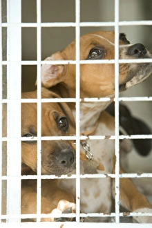 Rescue Centre Collection: Dog - two Mongrels at rescue centre