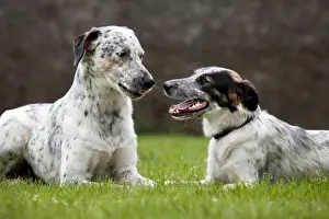 Dog - two Mongrels sniffing each other in garden