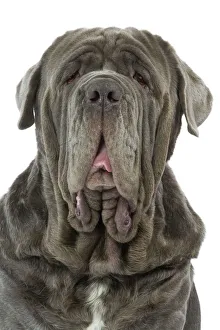 Images Dated 24th July 2007: Dog - Neapolitan Mastiff / Mastino Napoletano / Matin de Naples - in studio