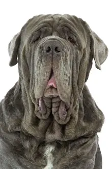 Mastiffs Prints: Dog - Neapolitan Mastiff / Mastino Napoletano / Matin de Naples - in studio