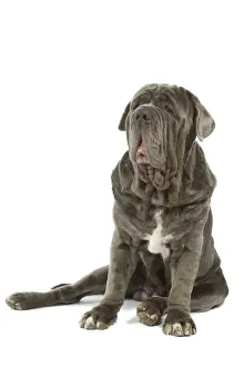 Mastiffs Prints: Dog - Neapolitan Mastiff / Mastino Napoletano / Matin de Naples - in studio