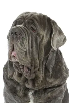 Mastiffs Prints: Dog - Neapolitan Mastiff / Mastino Napoletano / Matin de Naples - in studio