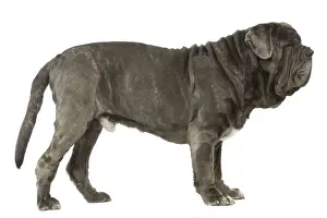 Dog - Neapolitan Mastiff / Mastino Napoletano / Matin de Naples - in studio