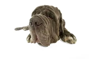 Mastiffs Prints: Dog - Neapolitan Mastiff / Mastino Napoletano / Matin de Naples - in studio