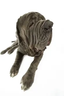 Odd Angle Prints: Dog - Neapolitan Mastiff / Mastino Napoletano / Matin de Naples - in studio