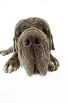 Odd Angle Prints: Dog - Neapolitan Mastiff / Mastino Napoletano / Matin de Naples - in studio