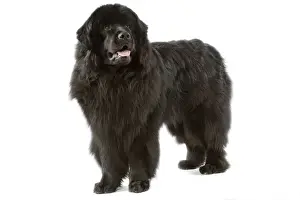 Dog - Newfoundland