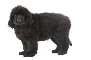 Dog - Newfoundland puppy in studio