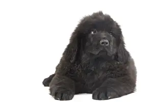 Dog - Newfoundland puppy in studio