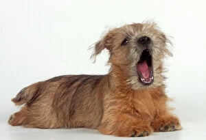 DOG - Norfolk / Norwich Terrier puppy, yawning / Ã singingÃ