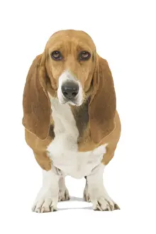 Dog - Norman Artesian basset hound in studio