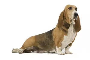 Dog - Norman Artesian basset hound in studio