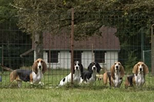 Bassets Gallery: Dog Norman Artesian Basset & Schweizer Dog Norman Artesian Basset & Schweizer